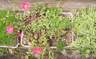 地被植物にも適します