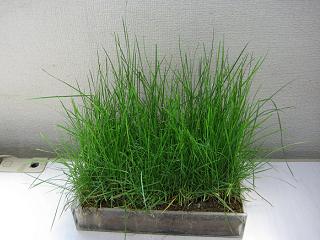 徒長した芝