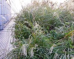 草原型
