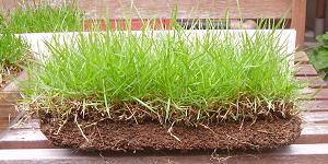 BLグリーンマット上で生育する芝