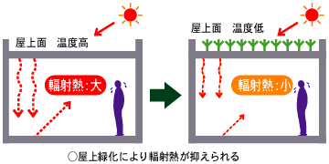 緑化は輻射熱を減らします