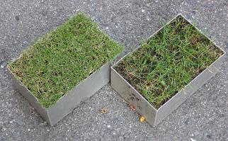 管理による芝の育ち型の違い