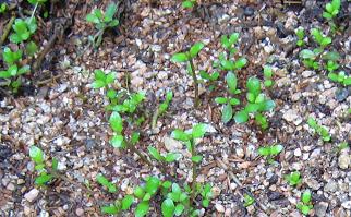 地上部が枯れても、すぐ芽を出します イワダレソウ(地上部が枯死しても発芽)
