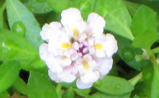 イワダレソウの花(拡大) イワダレソウの花(拡大)