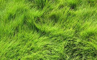 秋の草屋根