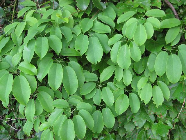 草屋根