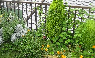 夏の屋上花壇